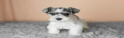 Miniature Schnauzer dogs for sale: Spot  - Ad 2