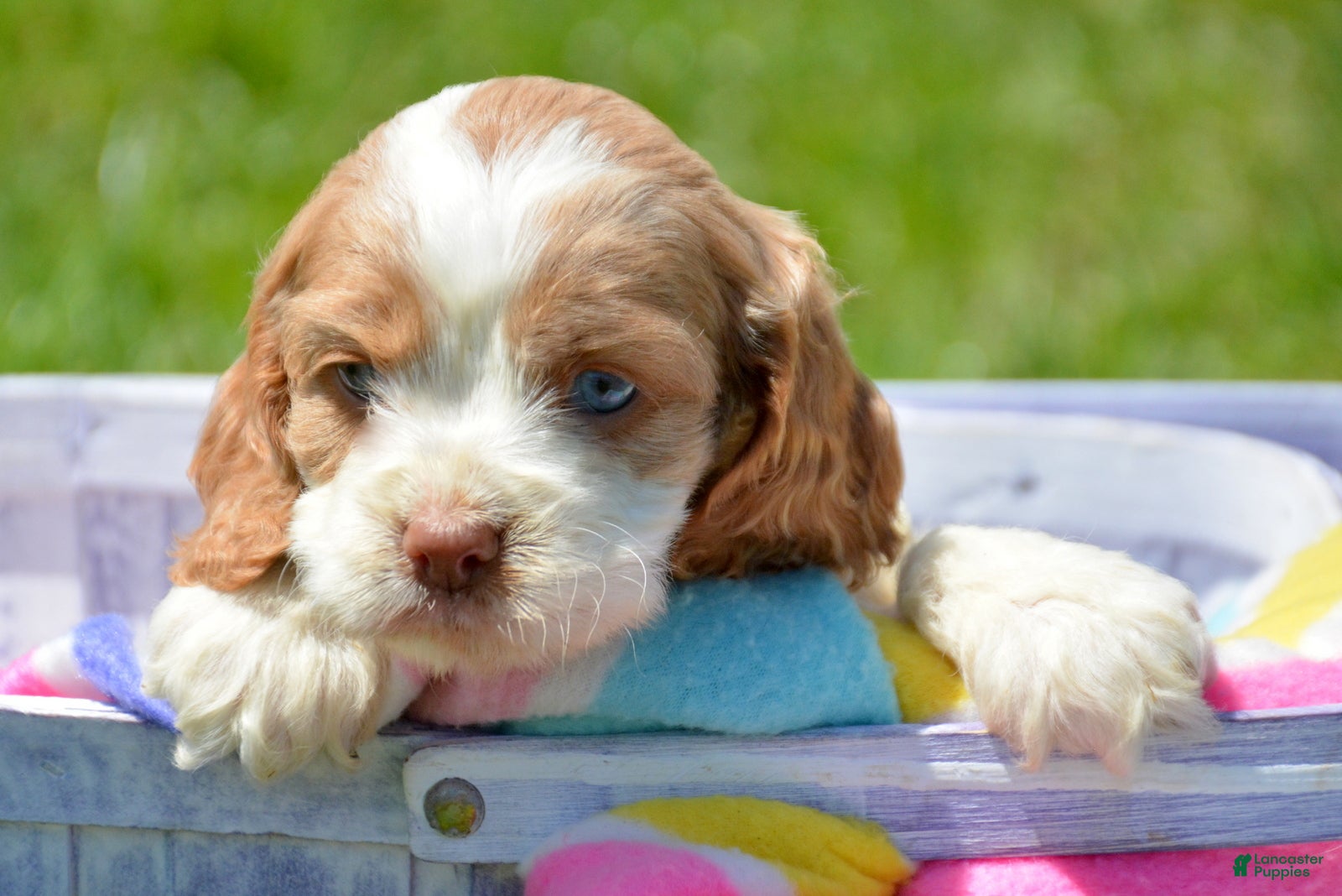 Cockapoo dogs Cockapoo Cari - Ad 19