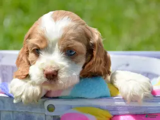 Cockapoo dogs Cockapoo Cari - Ad 21