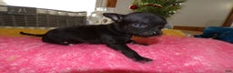 Chihuahua dogs for sale: Chihuahua Puppy 8 Tiny - Ad 1