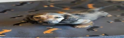 Miniature Dachshund dogs for sale: Sherlock  - Ad 2