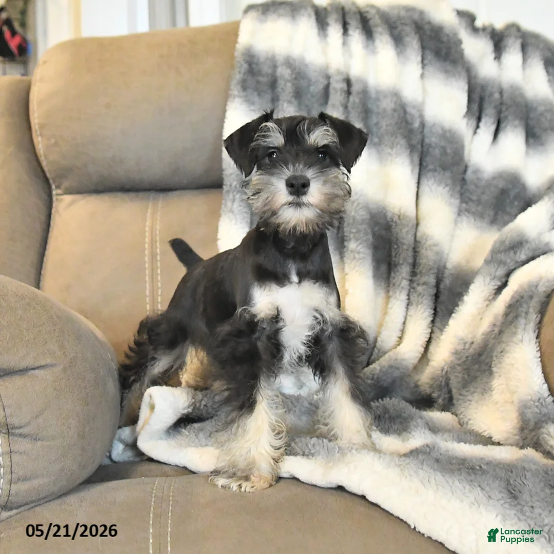 Miniature Schnauzer dogs for sale: Hattie - Ad 1