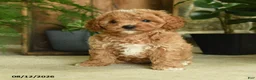 Cavapoo dogs for sale: Jasper - Ad 5