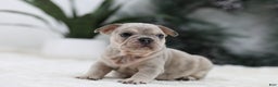 French Bulldog dogs for sale: Major - Ad 5