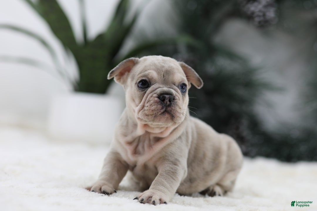 French Bulldog dogs for sale: Major - Ad 5