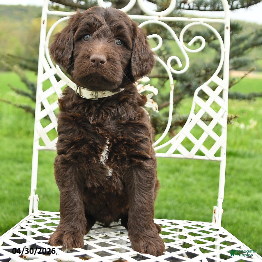 Labradoodle dogs Mason - Ad 2