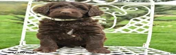 Labradoodle dogs for sale: Mason - Ad 2