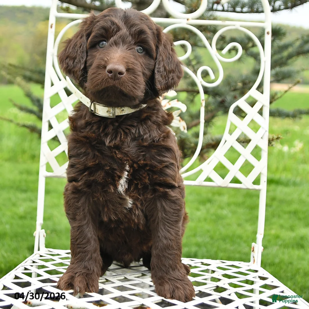 Labradoodle dogs for sale: Mason - Ad 2