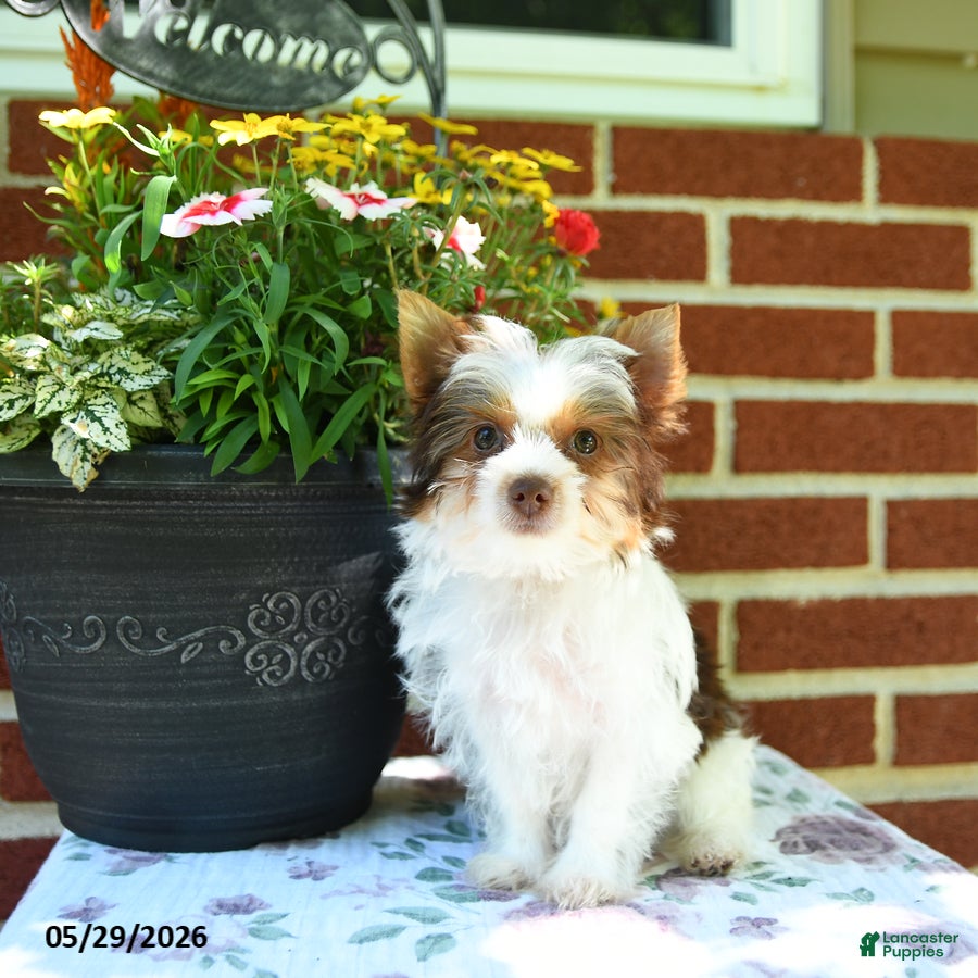 Yorkshire Terrier dogs Winnie - Ad 2