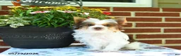 Yorkshire Terrier dogs for sale: Winnie - Ad 2