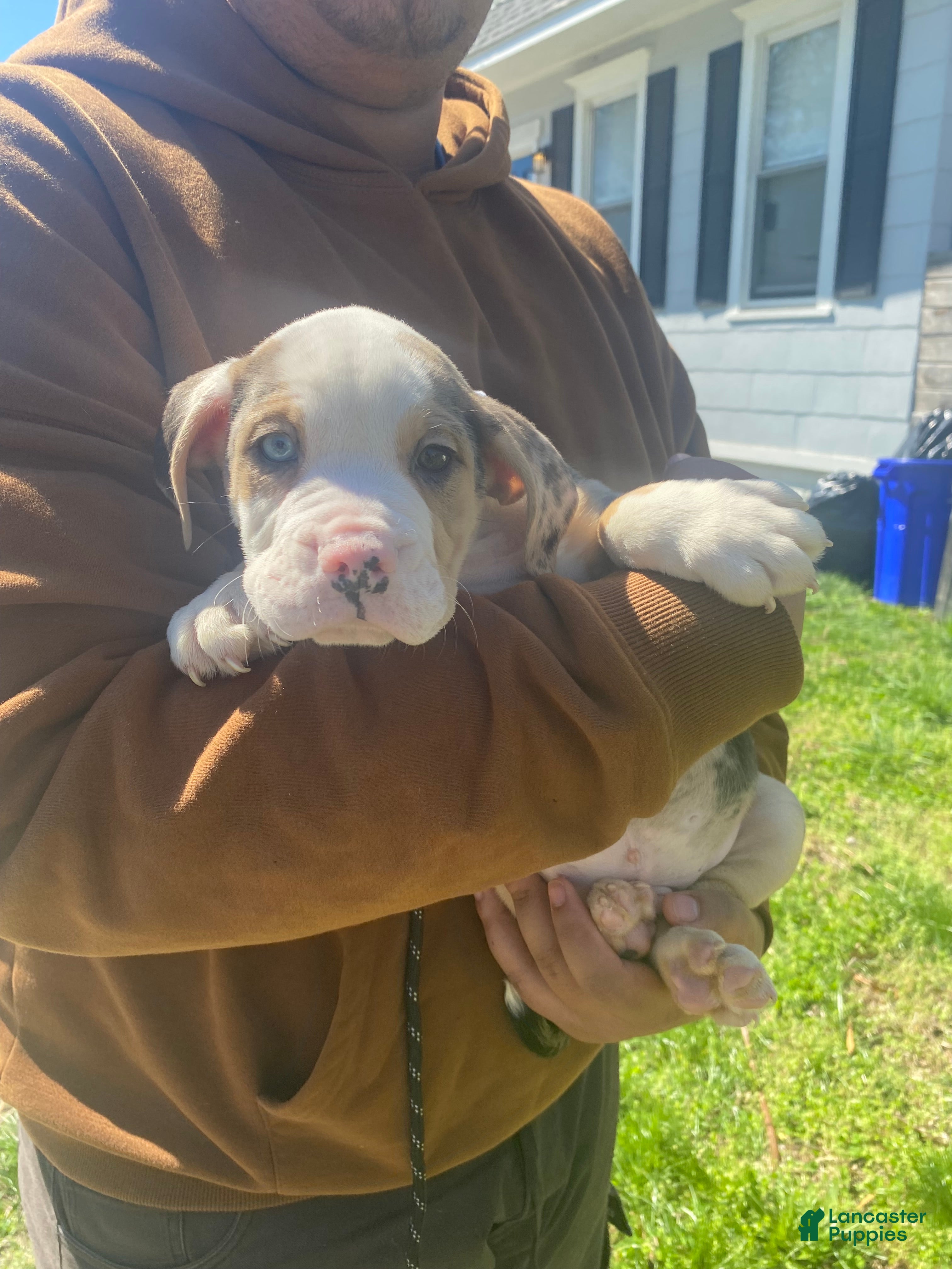 Beabull dogs 7Seven - Ad 2