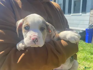 Beabull dogs 7Seven - Ad 14