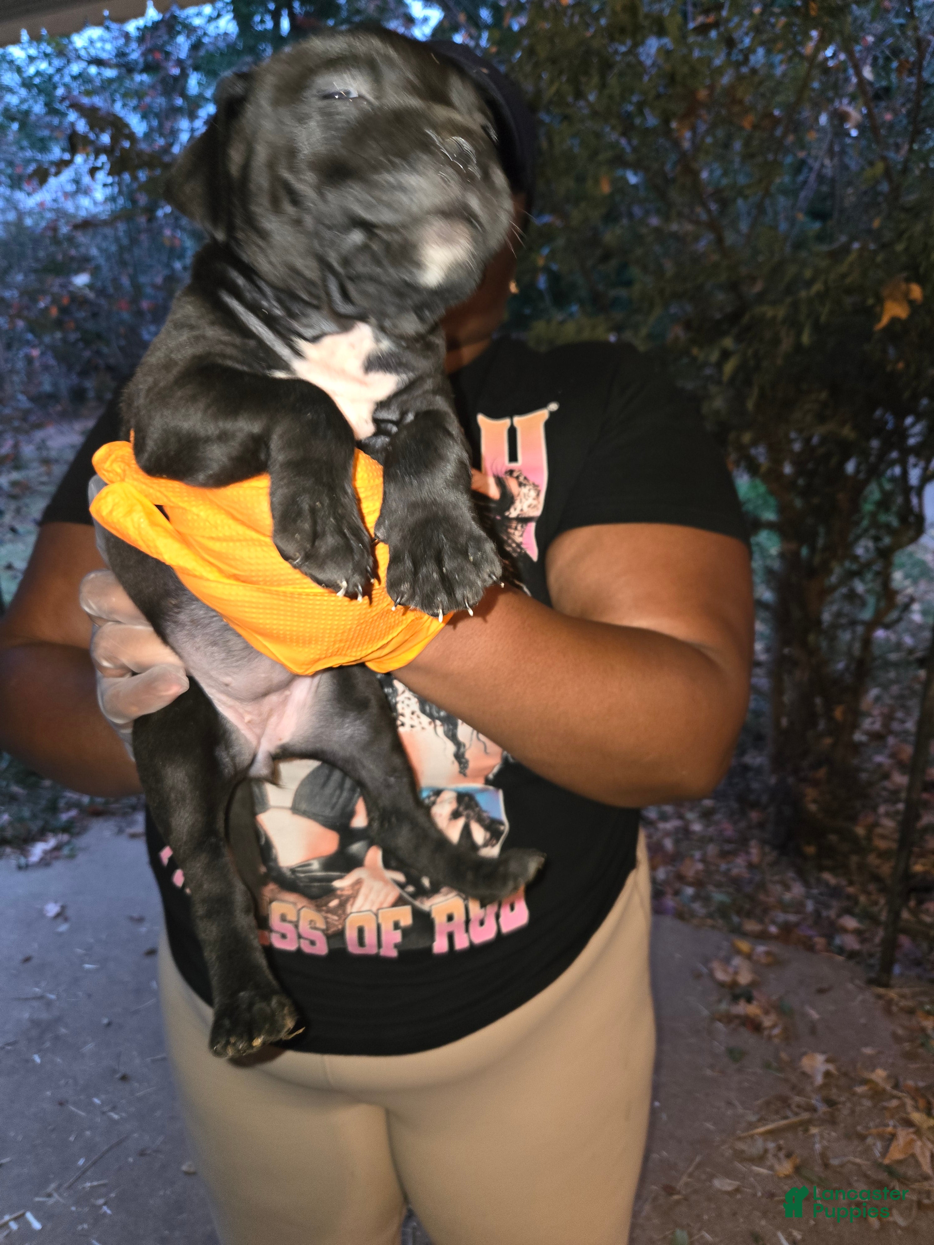 American Bully dogs Princess  - Ad 5