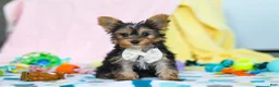 Yorkshire Terrier dogs for sale: Ollie - Ad 4