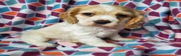 Cocker Spaniel dogs for sale: Tucker - Ad 4