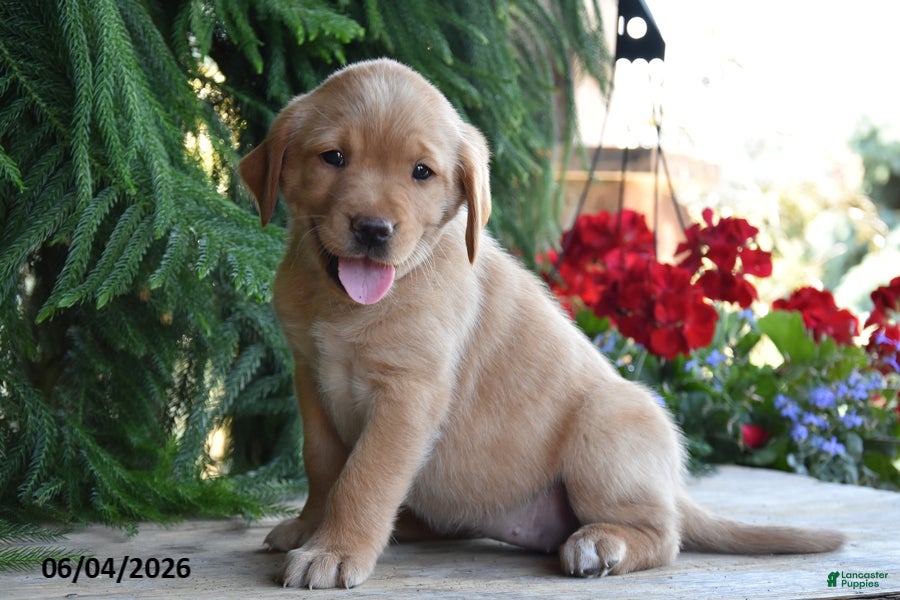 Goldador dogs for sale: Dixie - Ad 2