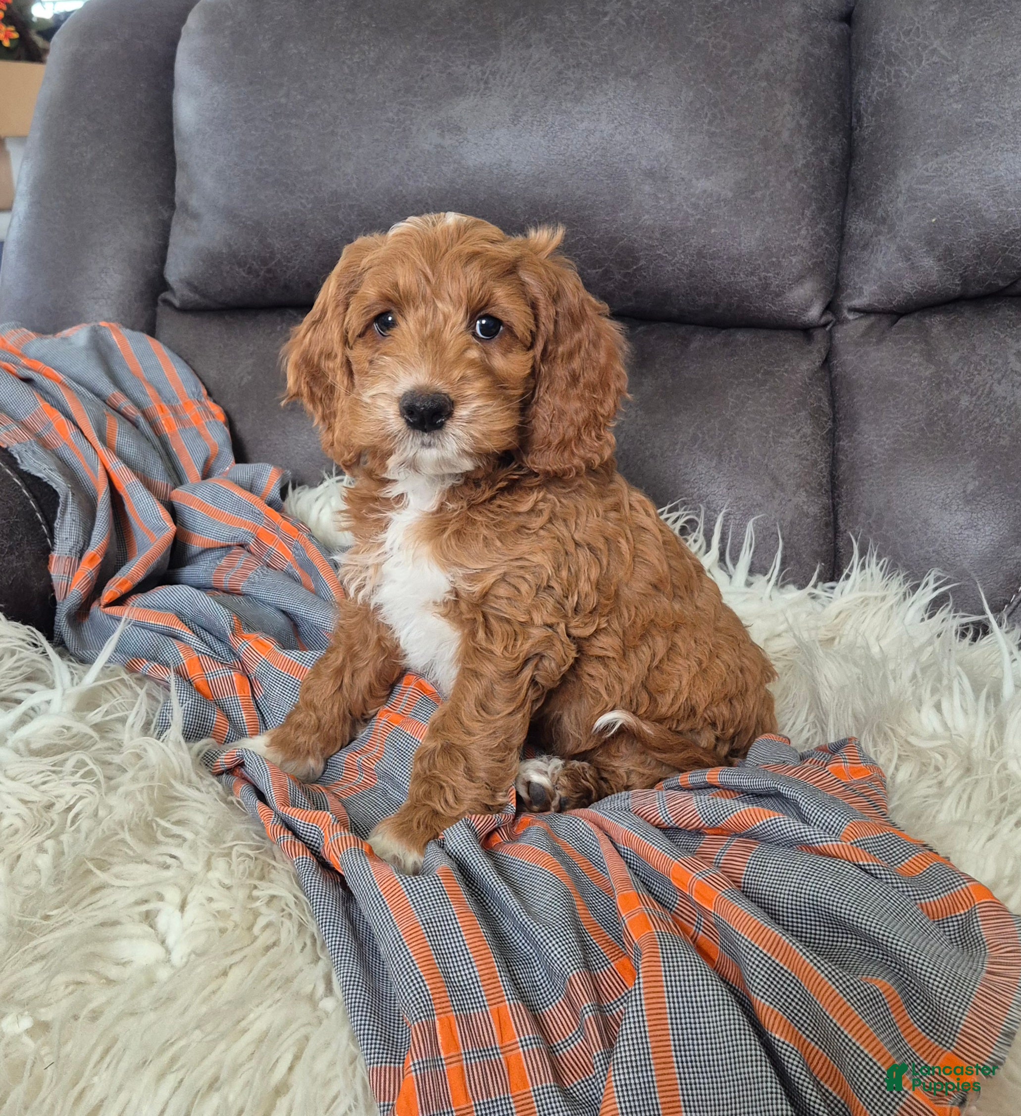 Cockapoo dogs Bruno - Ad 2