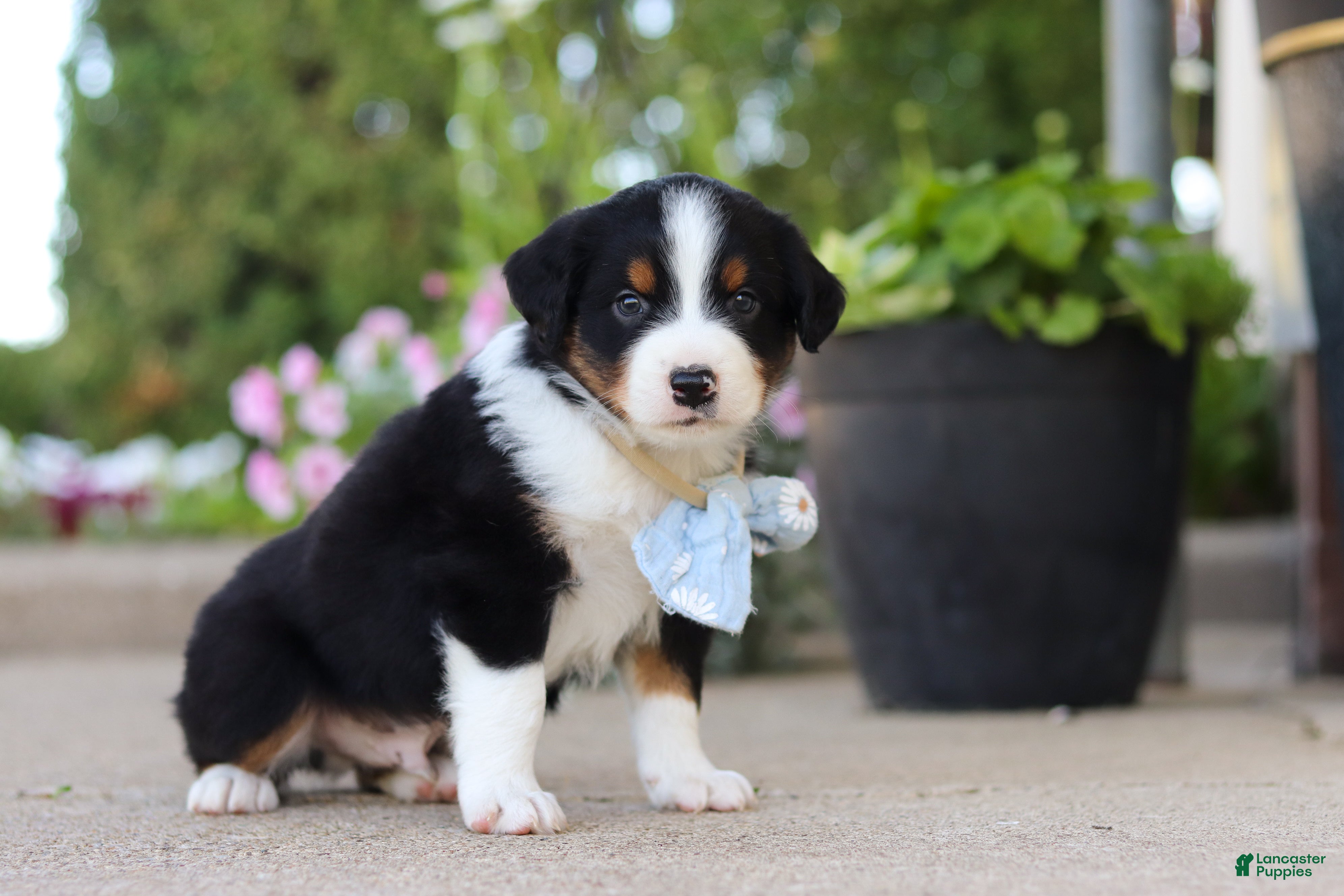 Miniature Australian Shepherd dogs Frankie - Ad 2