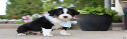 Miniature Australian Shepherd dogs for sale: Frankie - Ad 2