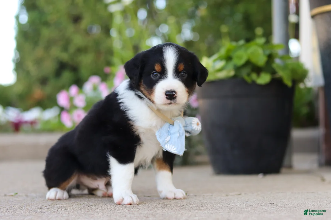Miniature Australian Shepherd dogs for sale: Frankie - Ad 2