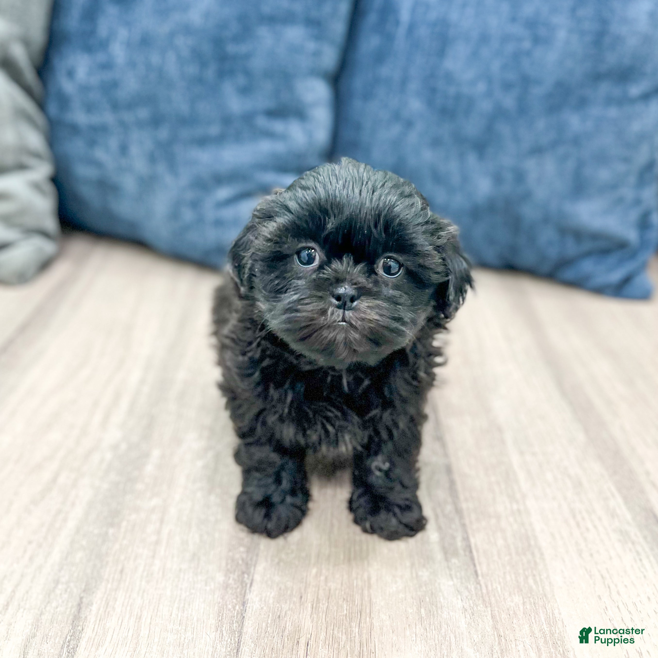 Mixed Breed dogs for sale: Penny - Ad 2