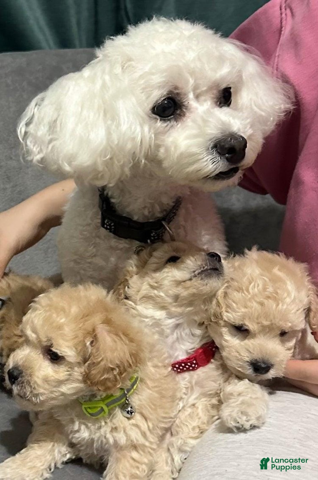 Maltipoo dogs for sale: Sam - Ad 2