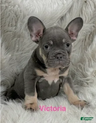 French Bulldog dogs Victoria - Ad 1
