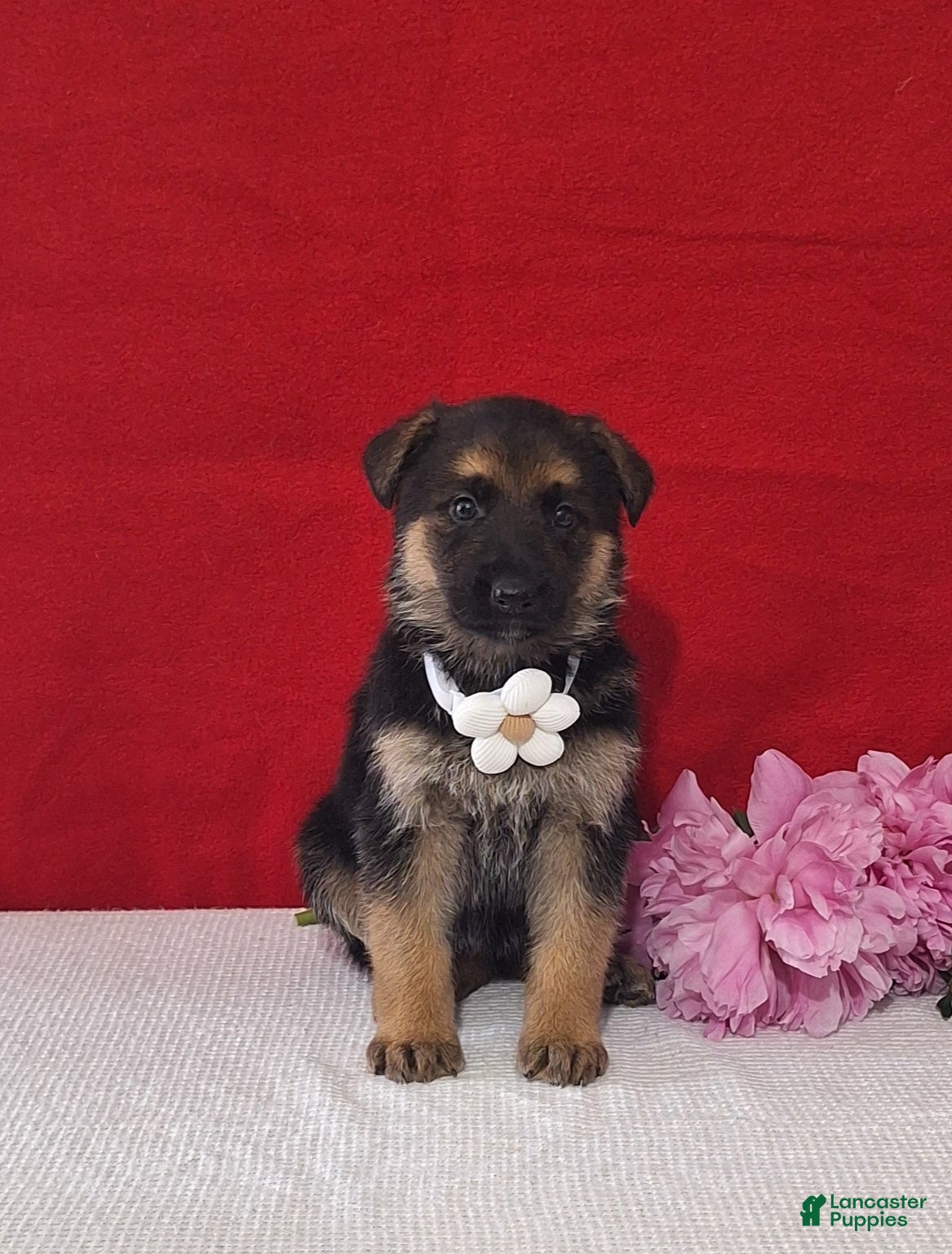 German Shepherd dogs for sale: Liliosa - Ad 1