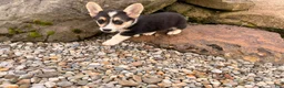 Welsh Corgi Pembroke dogs for sale: Floyd - Ad 17