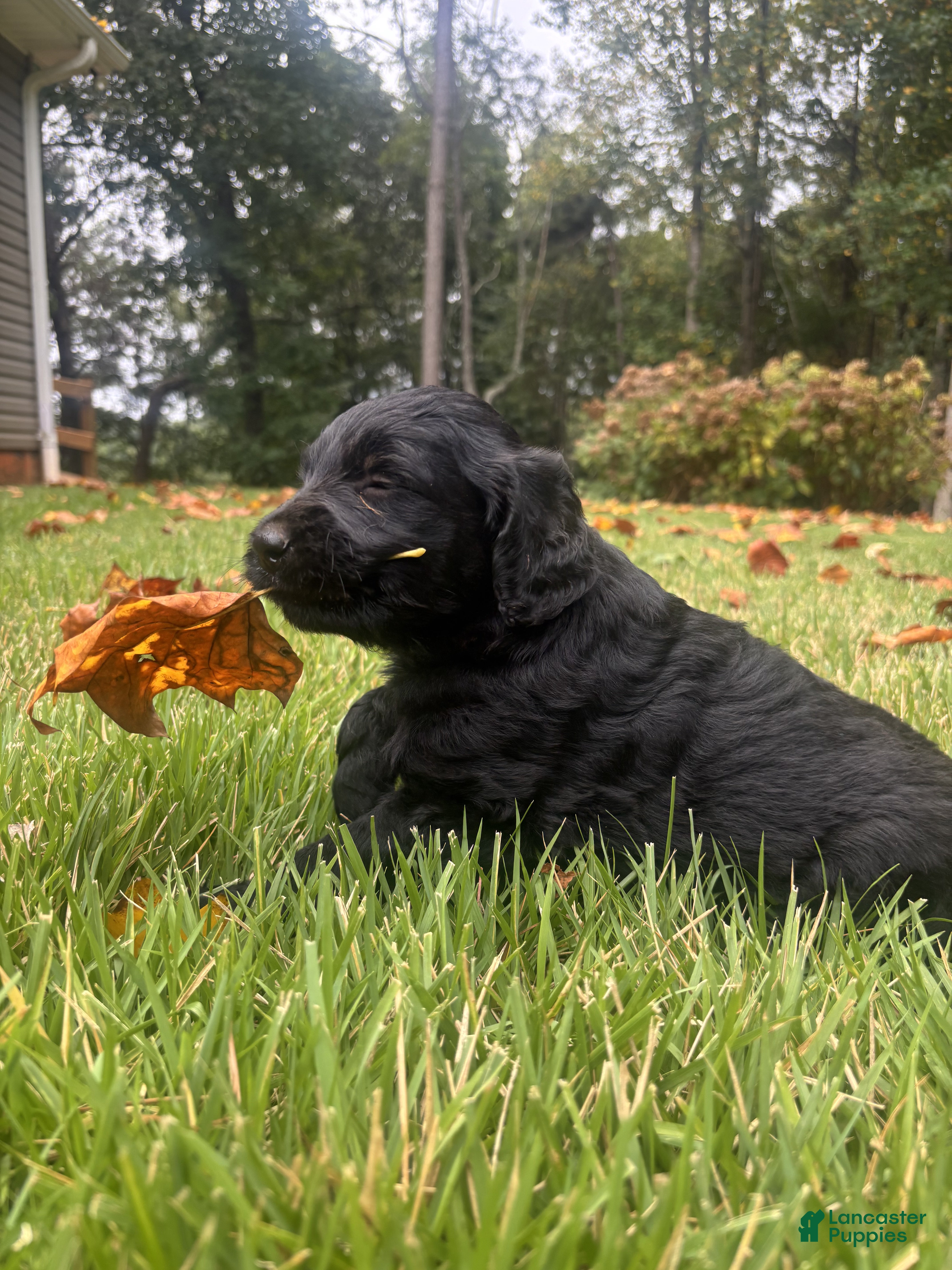Goldendoodle dogs Hazel - Ad 2