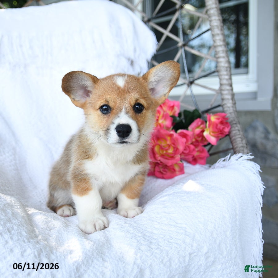 Welsh Corgi Pembroke dogs Kisses - Ad 2