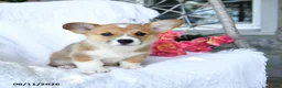 Welsh Corgi Pembroke dogs for sale: Kisses - Ad 2