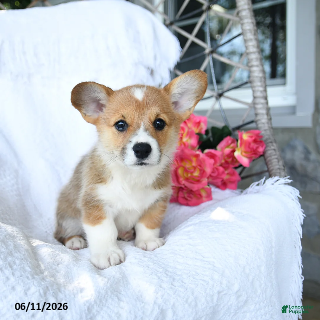 Welsh Corgi Pembroke dogs for sale: Kisses - Ad 2