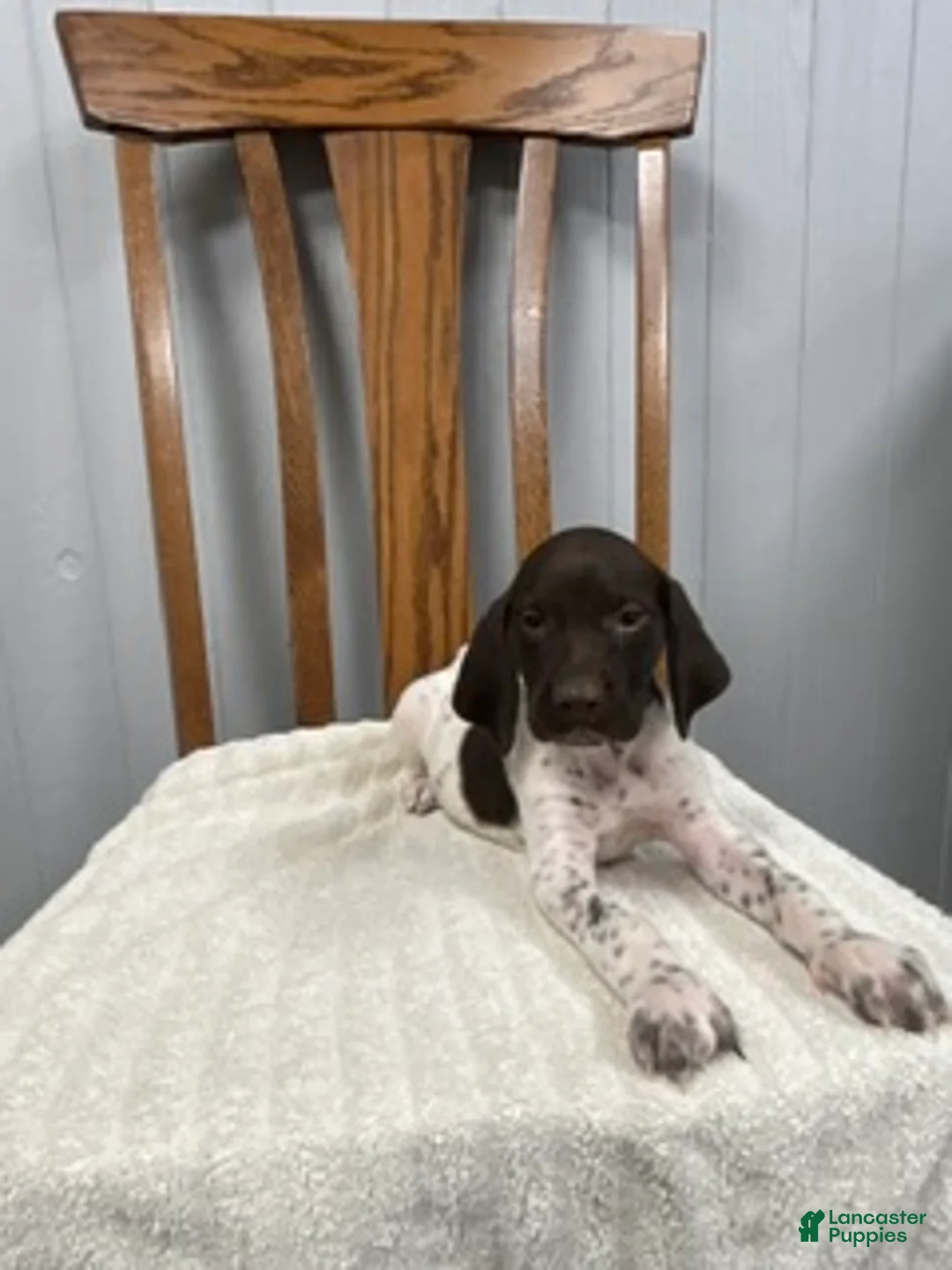 German Shorthaired Pointer dogs for sale: Chance - Ad 2