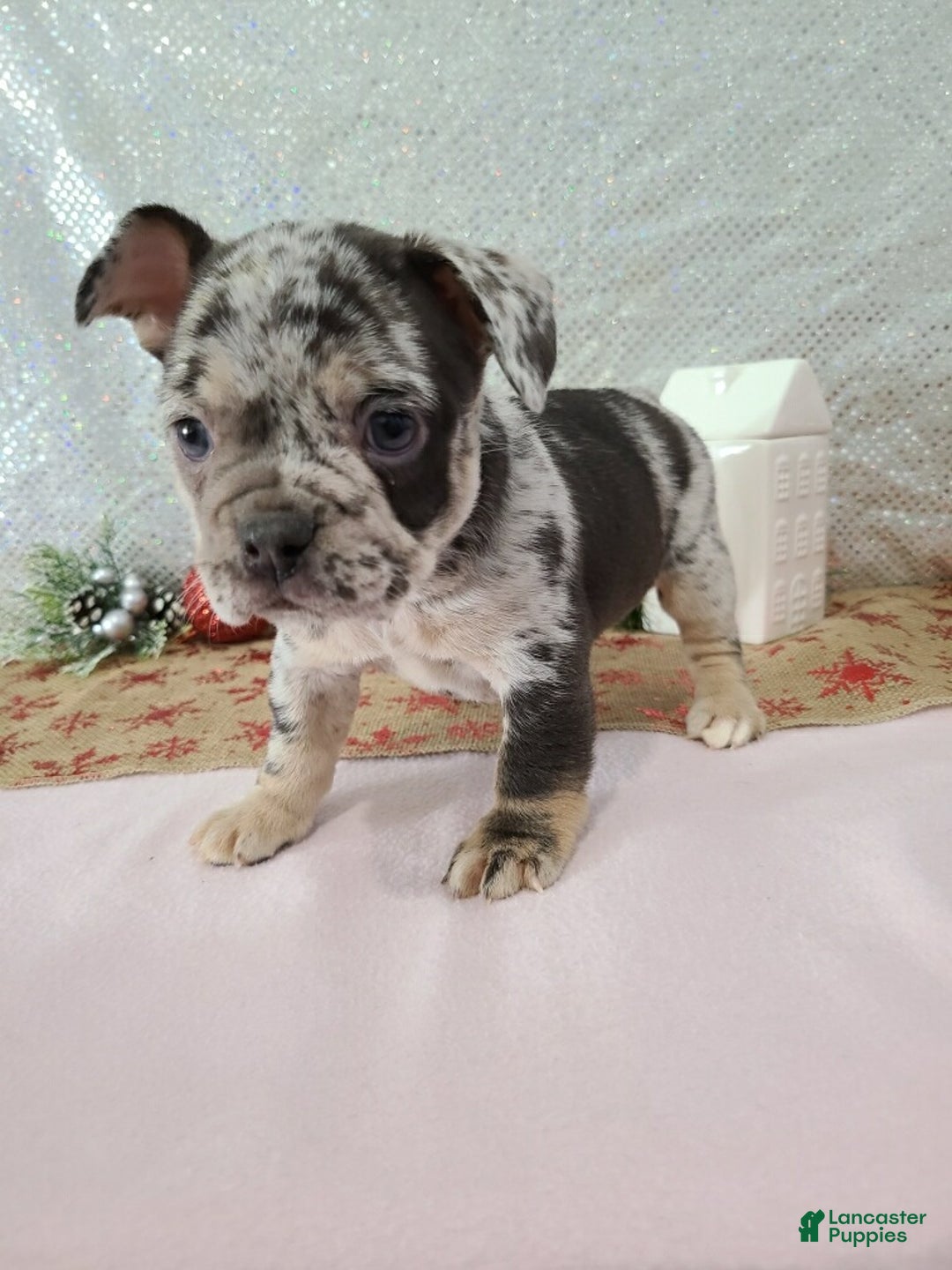 French Bulldog dogs for sale: Spotty - Ad 2