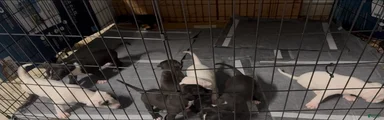 Mixed Breed Puppy 4