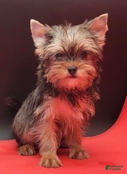 Yorkshire Terrier dogs Yorkshire Terrier 1 - Ad 2