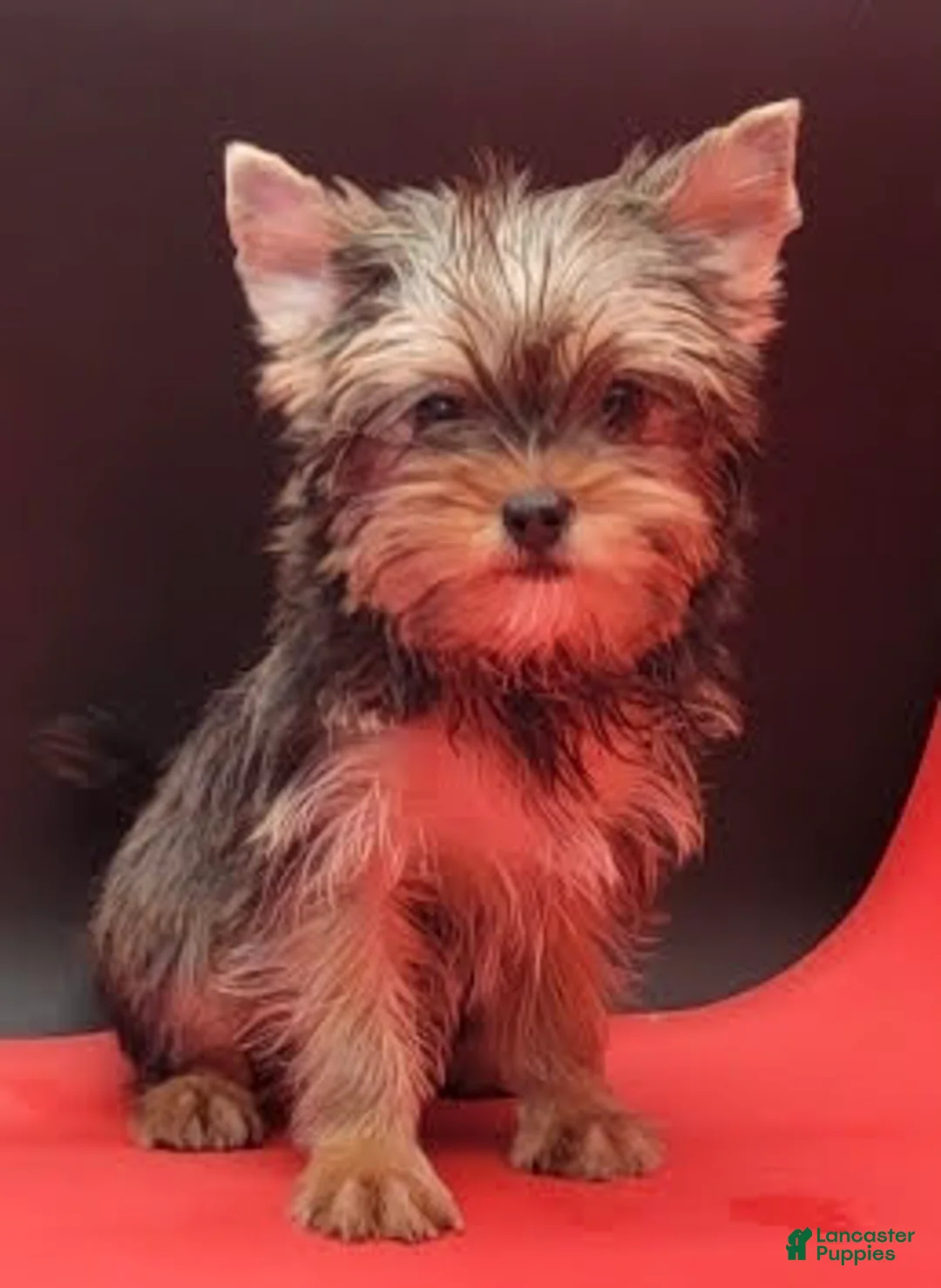 Yorkshire Terrier dogs for sale: Yorkshire Terrier 1 - Ad 2