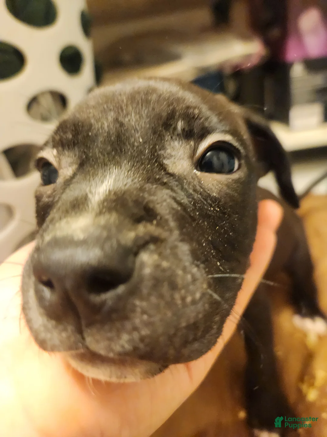 American Pit Bull Terrier dogs for sale: American Pit Bull Terrier 3 - Ad 2