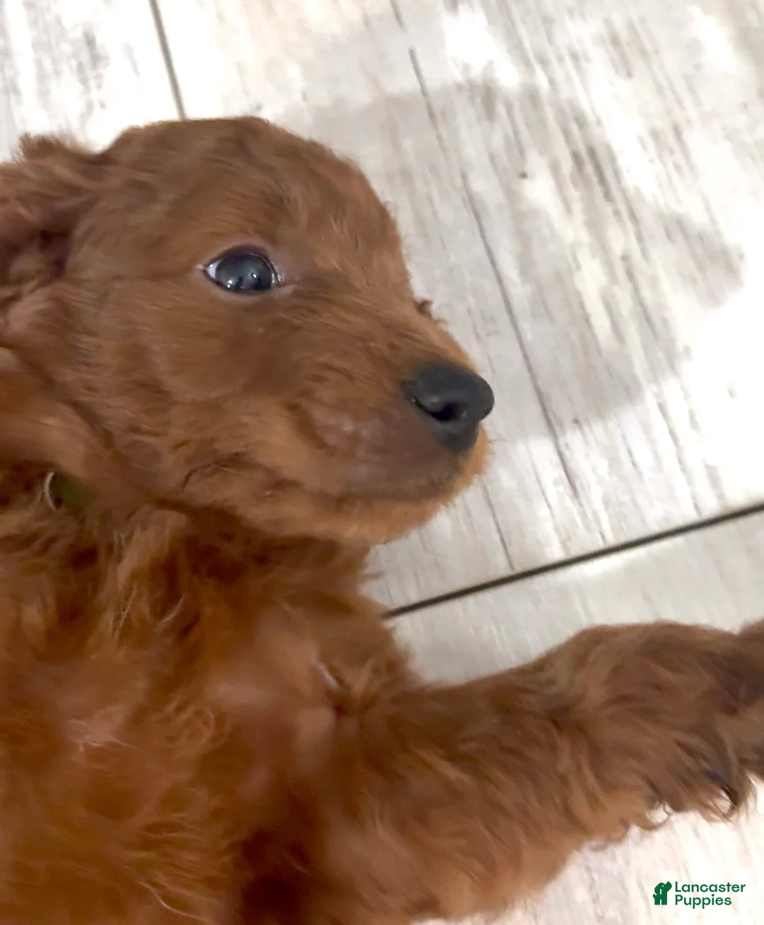 Goldendoodle dogs for sale: Goldendoodle 4 Oliver - Ad 2