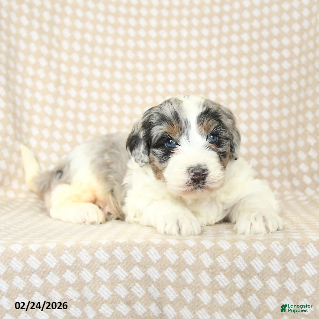 Mini Bernedoodle dogs for sale: Teddy - Ad 5