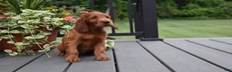 Irish Setter dogs for sale: Annie - Ad 4