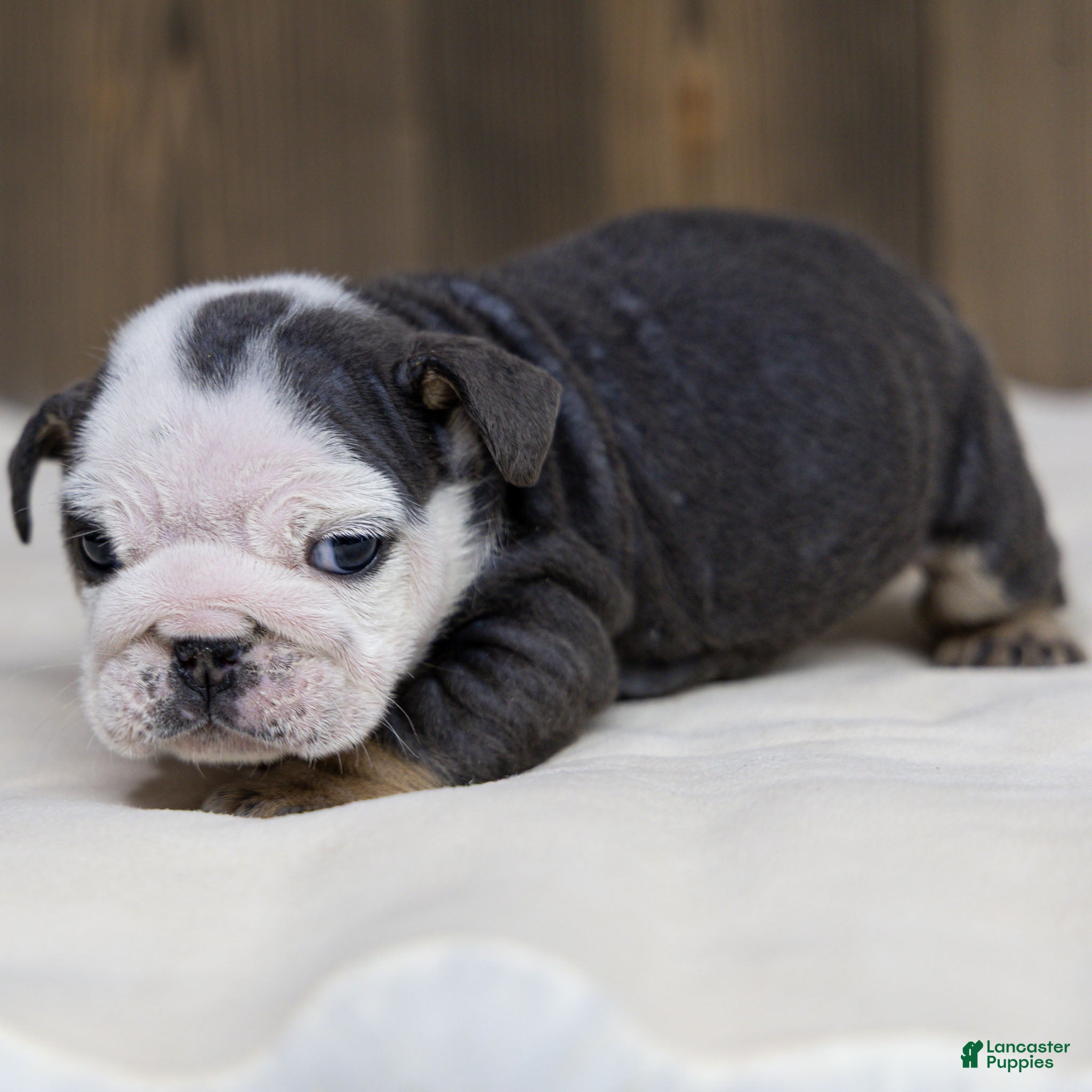 English Bulldog dogs Blue Harbor English Bulldog Puppy  - Ad 2