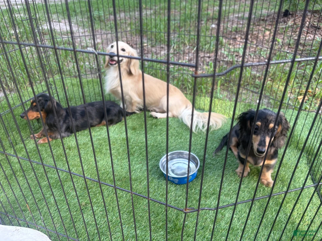 Mixed Breed dogs for sale: Betty Shweenie  - Ad 8