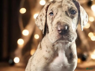 Great Dane dogs Kovu - Ad 33