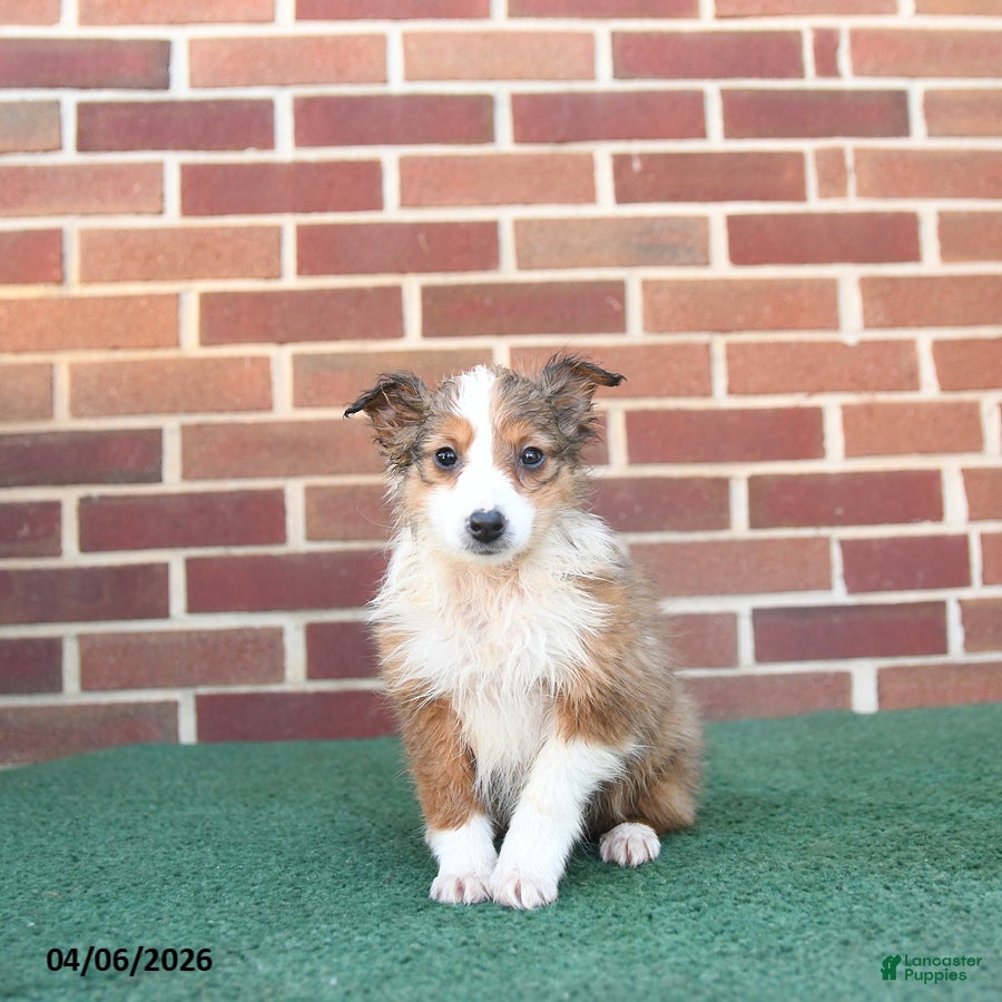 Sheltiedoodle dogs Petunia - Ad 1