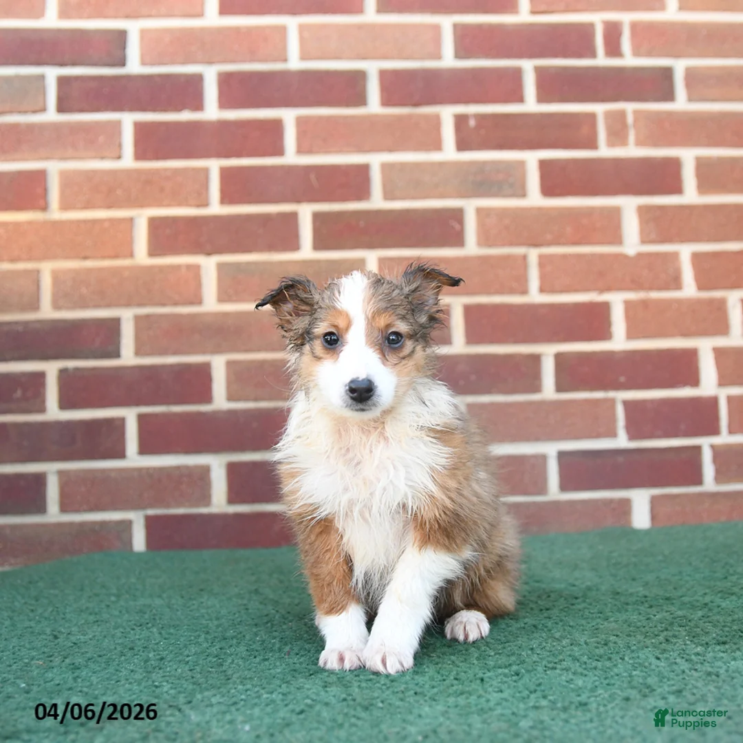 Sheltiedoodle dogs for sale: Petunia - Ad 1