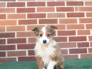 Sheltiedoodle dogs for sale: Petunia - Ad 4