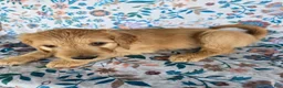 Goldendoodle dogs for sale: Pink Girl - Ad 6