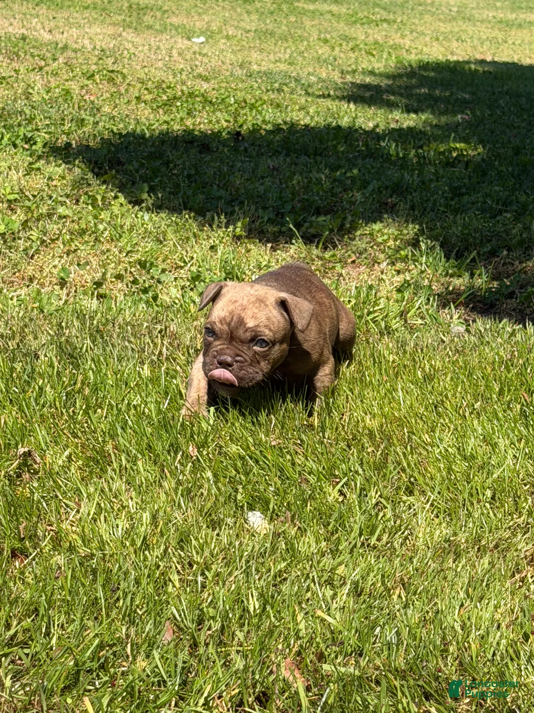 Mixed Breed dogs for sale: Rocco - Ad 2